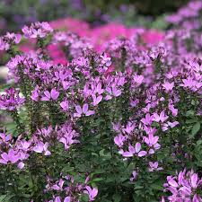 Image result for Cleome