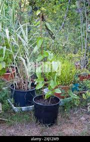 Image result for Dioscorea cayenensis
