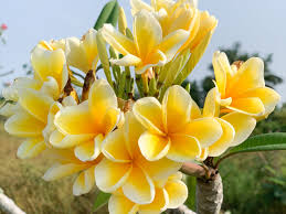 Image result for Plumeria rubra