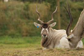 Image result for Brachyachne simonsii