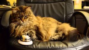 Anda bisa mengambilnya untuk dibawa ke rumah. Makanan Untuk Kucing Maine Coon Kesayangan Kalian Blog Kucing Maine Coon