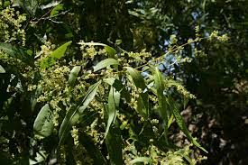 Image result for Searsia leptodictya