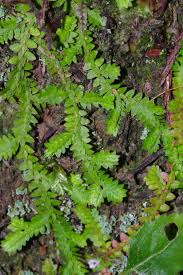 Image result for Selaginella mittenii