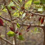 Image result for Combretum adenogonium