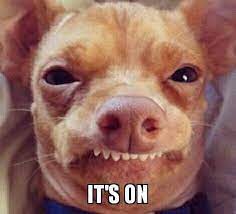 Oh Tuna You Re My Hero Animal Humour Chiweenie Cute Dogs