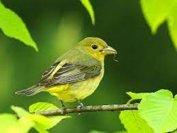 The bill of the summer tanager is noticeably larger than that of the scarlet tanager. Pin On Birds And Birding
