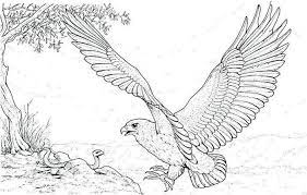 Eagle in the sky coloring page. Eagles Coloring Pages Pdf Eagle Coloring Pages Animal Coloring Books Snake Coloring Pages