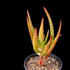 Image result for Aloe cameronii