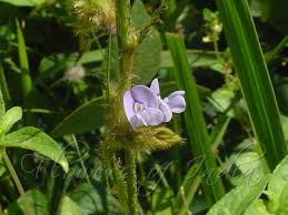 Image result for Calopogonium mucunoides