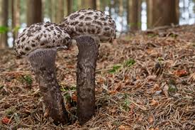 Image result for Strobilomyces strobilaceus