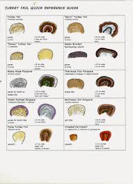 human parasite identification chart pdf protozoa