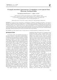 Image result for Ceropegia cyperifolia