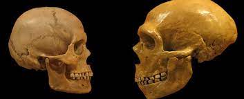 لقد كنا مخطئين بكيفية تصورنا إنسان النياندرتال - أنا أصدق العلم