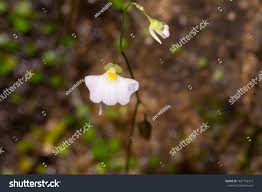 Image result for Utricularia striatula