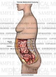 Experiment with deviantart's own digital drawing tools. Lateral Abdominal Anatomy Of Female Medical Art Works
