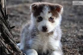 We did not find results for: Nice Male Husky Husky Siberian Husky Puppies For Sale Dogs Husky