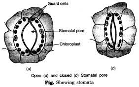 Plant cell ncert class 7. Ncert Solutions For Class 7 Science Chapter 11 Transportation In Animals And Plants