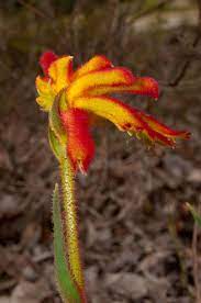 Anigozanthos Humilis Is A Species In The Family Haemodoraceae Known As Common Cat S Paw Or Catspaw Endemic To S Flowers Perennials Cat Paws Australian Plants