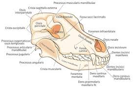 In addition to its structural functions (keeping the dog from falling and facilitating locomotion), this system of joint and bones is capable of performing both generalized and highly specific movements. A Visual Guide To Dog Anatomy Muscle Organ Skeletal Drawings All Things Dogs All Things Dogs