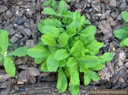 Image result for Odontosoria africana