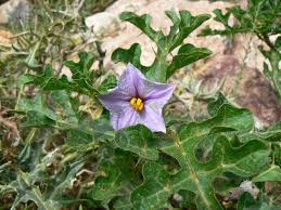 Image result for Solanum linneanum