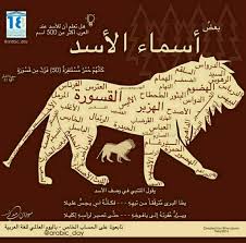 اسماء الاسد حيوان lion names in arabic ther is more than 500 name for lion funny arabic quotes arabic words arabic language