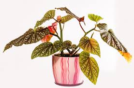 Begonias have different watering needs depending on how old they are. Successfully Growing Begonia Maculata Two Peas In A Condo