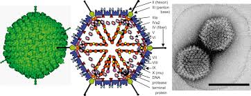 It is similar in structure to adenoviruses, but has a smaller icosahedral nucleocapsid. Adenoviridae An Overview Sciencedirect Topics