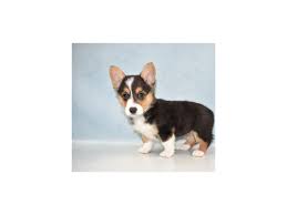 Learn more about mulkeys little corgis in florida. Pembroke Welsh Corgi Dog Female Black And Tan 2655475 Petland Jacksonville Florida