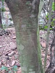 Image result for Strychnos usambarensis