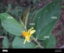 Image result for Grewia flavescens