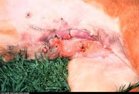Depending on the location of the lymph nodes involved, your dog may develop breathing difficulties, gastrointestinal signs, or other symptoms. Canine Breast Cancer Symptoms Diagnosis And Treatment Free Brochure