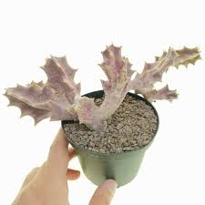 Image result for Orbea maculata