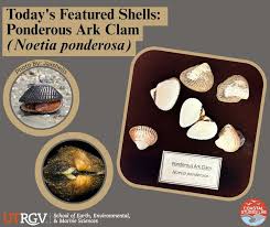 Image result for Dissotis falcipila