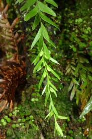 Image result for Gleichenia elongata