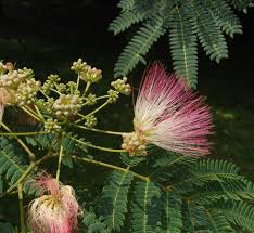 Image result for Microcharis angolensis