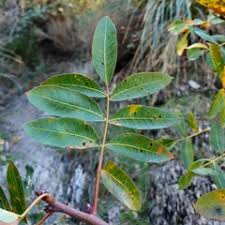 Image result for Searsia acuminatissima