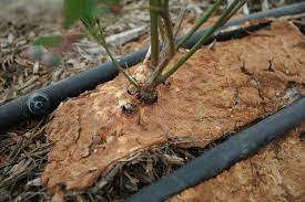 Check spelling or type a new query. Slime Molds Strawberries And Caneberries Anr Blogs