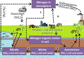 The Nitrogen Cycle 1 Uptake Of Nitrogen By Plants From