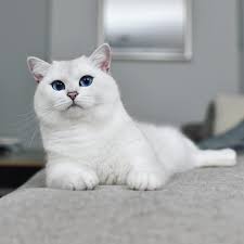 Pin On Cute Animals