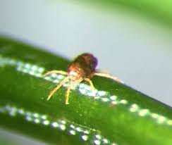 Mite Treatments And Solutions Arborjet