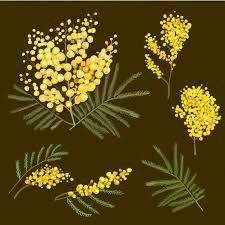 Download Mimosa Botanical Illustration For Free Flower Drawing Botanical Illustration Flower Illustration