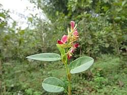 Image result for Alysicarpus