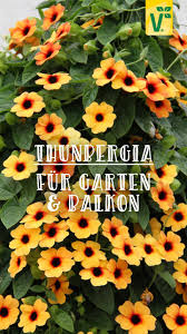 Die Thunbergia Eine Aussergewohnliche Kletterpflanze Plant Happy In 2020 Schwarzaugige Susanne Kletterpflanzen Pflanzen