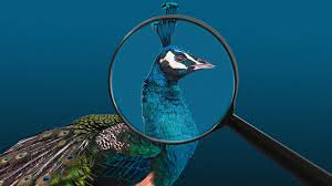 How to keep peacocks out of your garden. The Life Changing Magic Of Raising Peacocks Gq