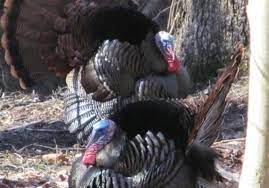This butterball petite roast delivers great turkey taste with less sodium. Hunters Should Take Disease Precautions But The Wild Turkeys Are Healthy Pittsburgh Post Gazette