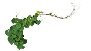 ハート形の緑の葉あいまいな朝顔 の白い背景で隔離のつる植物を登山クリッピング パスが含まれています つる性植物のストックフォトや画像を多数ご用意 Istock