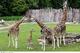 Weitere ideen von zoo leipzig. Leipzig Zoo Entrance Ticket 2021