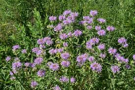 Image result for Monarda