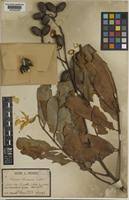 Image result for Quassia undulata